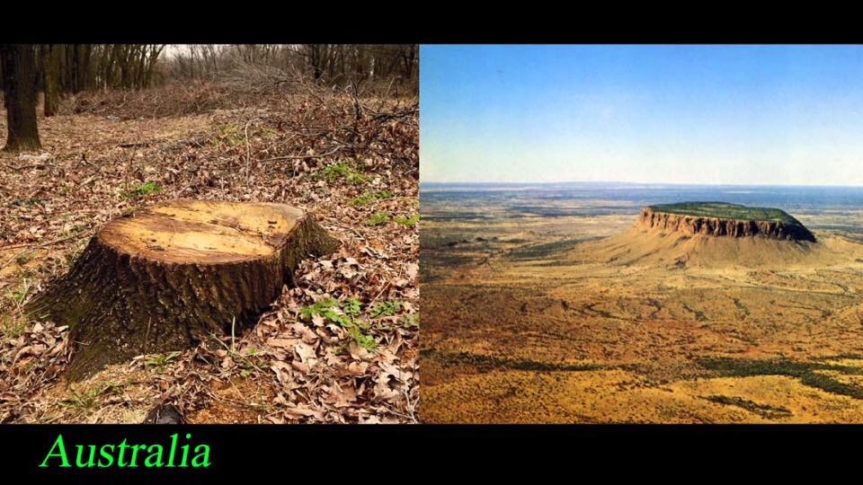 Image result for diluvian old giant trees